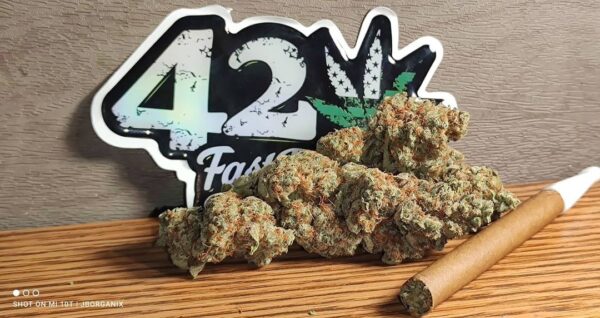 Forbidden Runtz Auto 3 Feminized Autoflower Seeds - Image 7