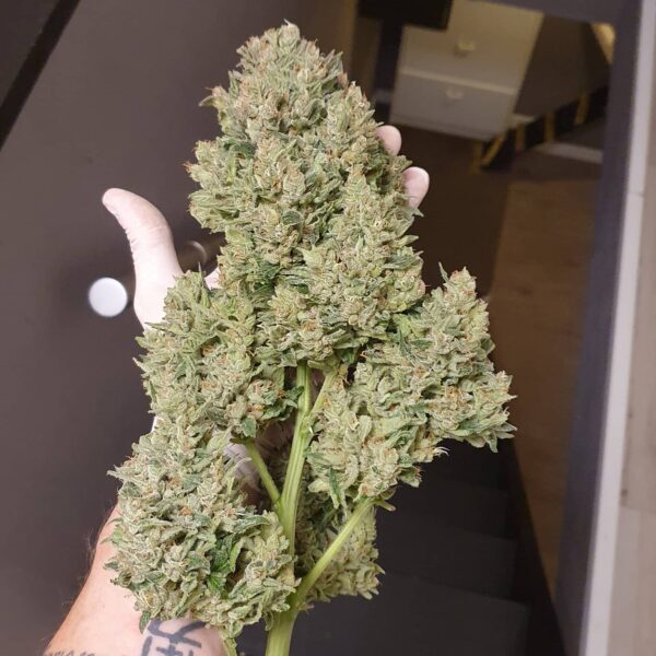 Forbidden Runtz Auto 3 Feminized Autoflower Seeds - Image 8