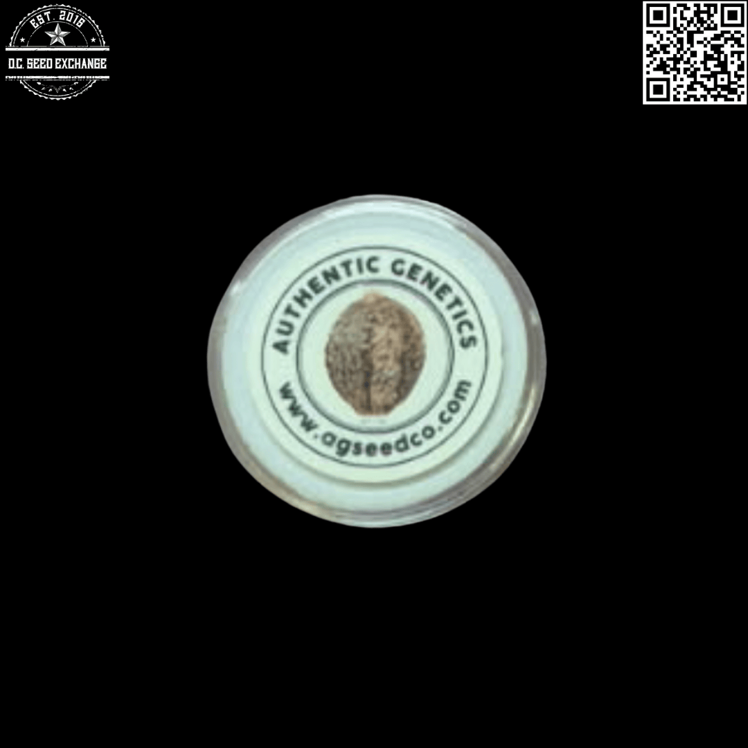 Todd McCormick's Authentic Genetics (NL#5/Haze x Senistar) x Haze 10 Regular Seeds - Image 2