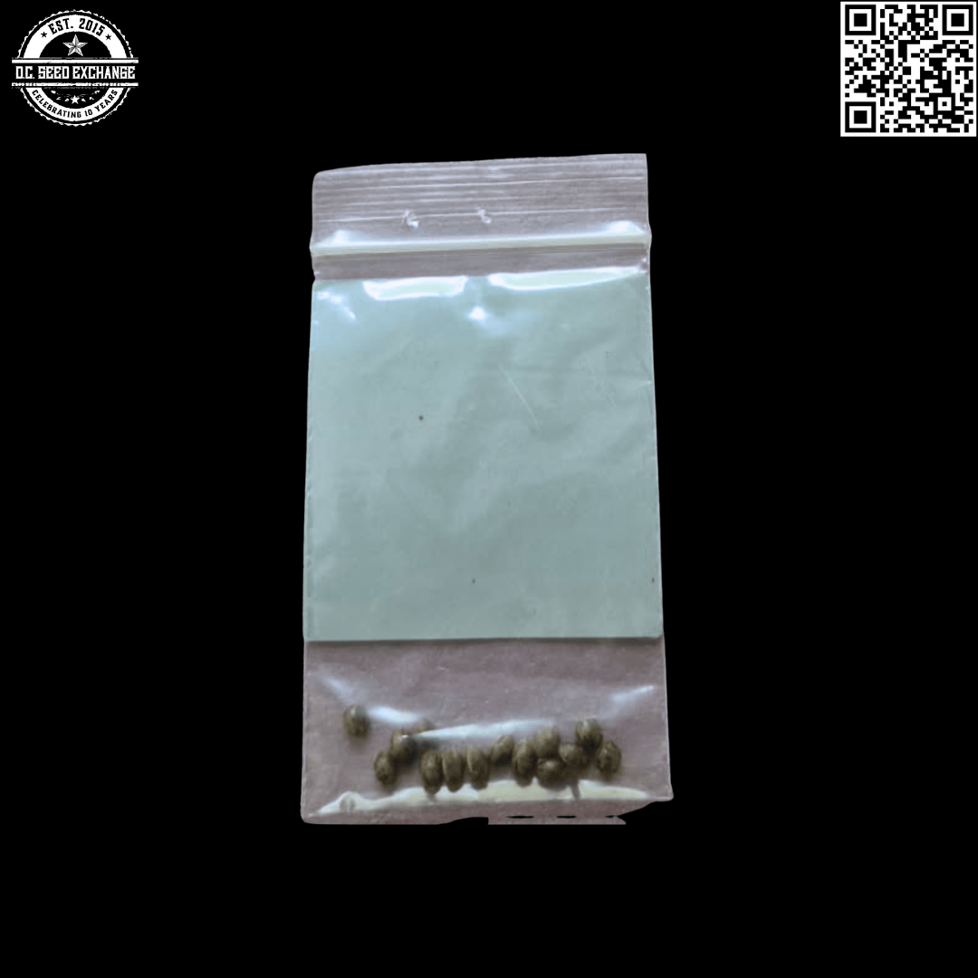 BOG Seeds Sweet Cindy (Sweet Tooth #3 x Cinderella 99 x BOG Bubble) 13 Regular Seeds - Image 5