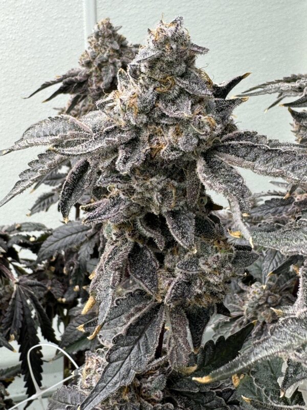 Banana Diesel (BananaZ x Strawberry Yum Yum) 6 Female Seeds - Image 5