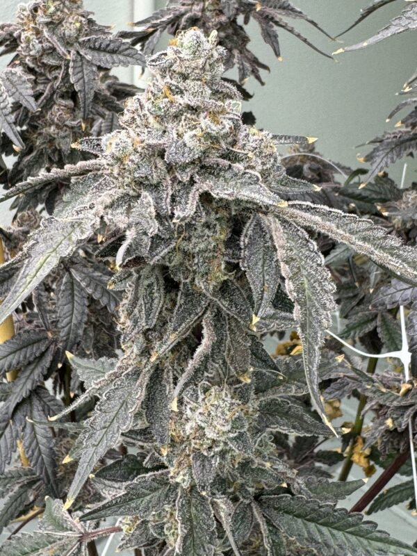 Banana Diesel (BananaZ x Strawberry Yum Yum) 6 Female Seeds - Image 4