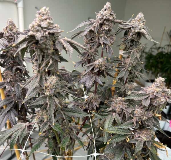 Banana Diesel (BananaZ x Strawberry Yum Yum) 6 Female Seeds - Image 3