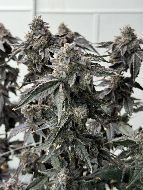 Banana Diesel (BananaZ x Strawberry Yum Yum) 6 Female Seeds - Image 2