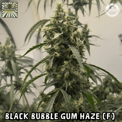 Black Bubble Gum Haze (Black Cuban Haze x Indiana Bubble Gum)