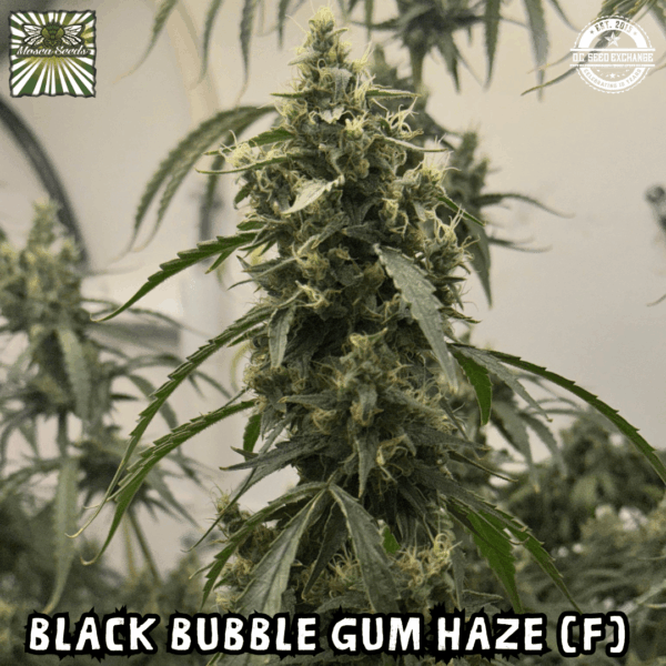 Black Bubble Gum Haze (Black Cuban Haze x Indiana Bubble Gum)