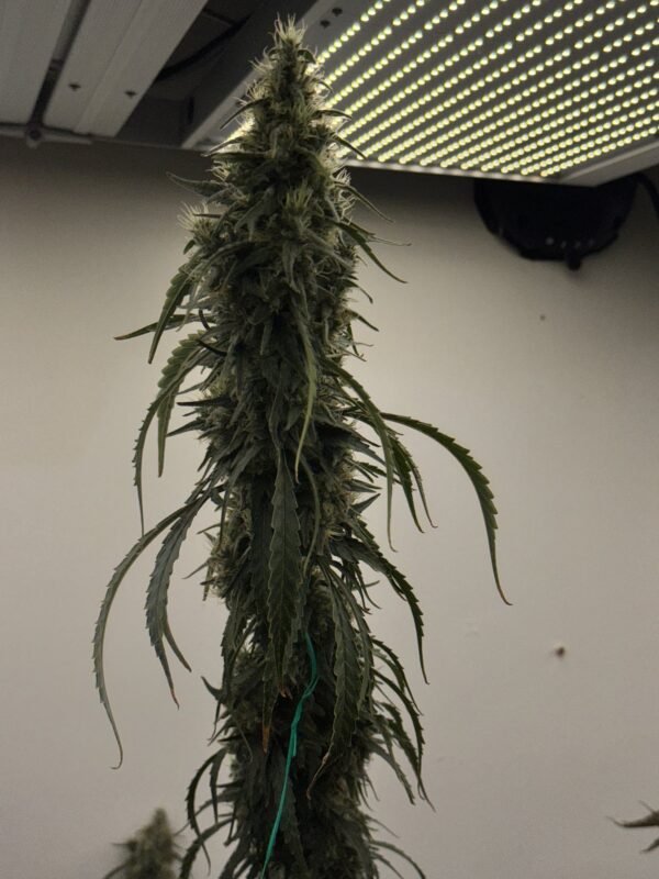 Black Bubble Gum Haze (Black Cuban Haze x Indiana Bubble Gum) - Image 3