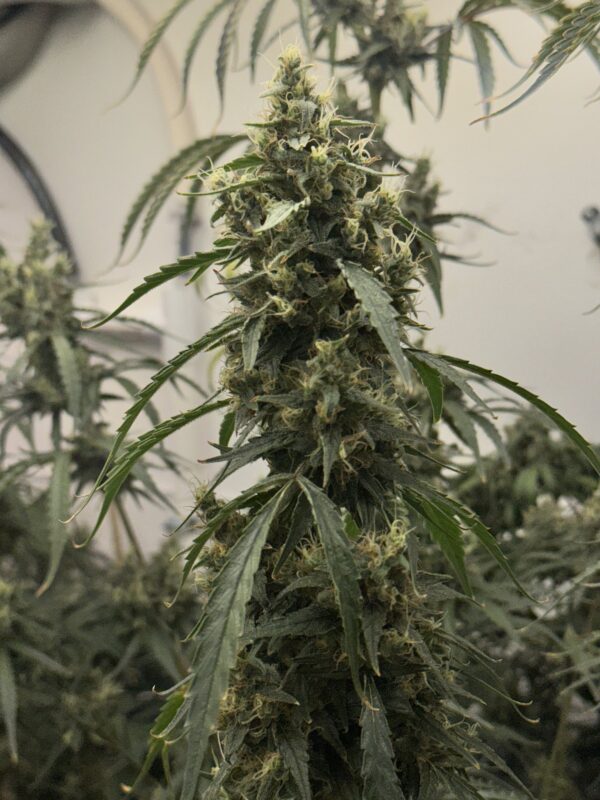 Black Bubble Gum Haze (Black Cuban Haze x Indiana Bubble Gum) - Image 2