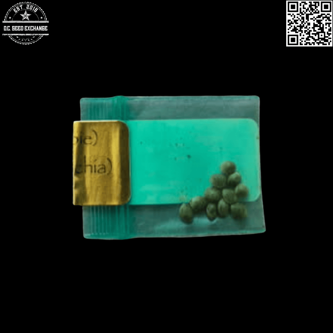 Bodhi Seeds Elfinstone (Sweet Skunk x Appalachian) 11 Regular Seeds - Image 3