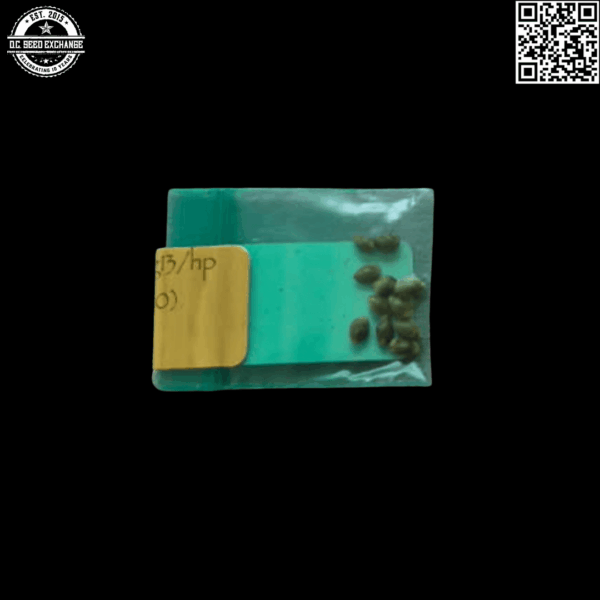 Bodhi Seeds Fat Cherry Afghani x 88g13hp (DLA 10) 11 Regular Seeds - Image 2