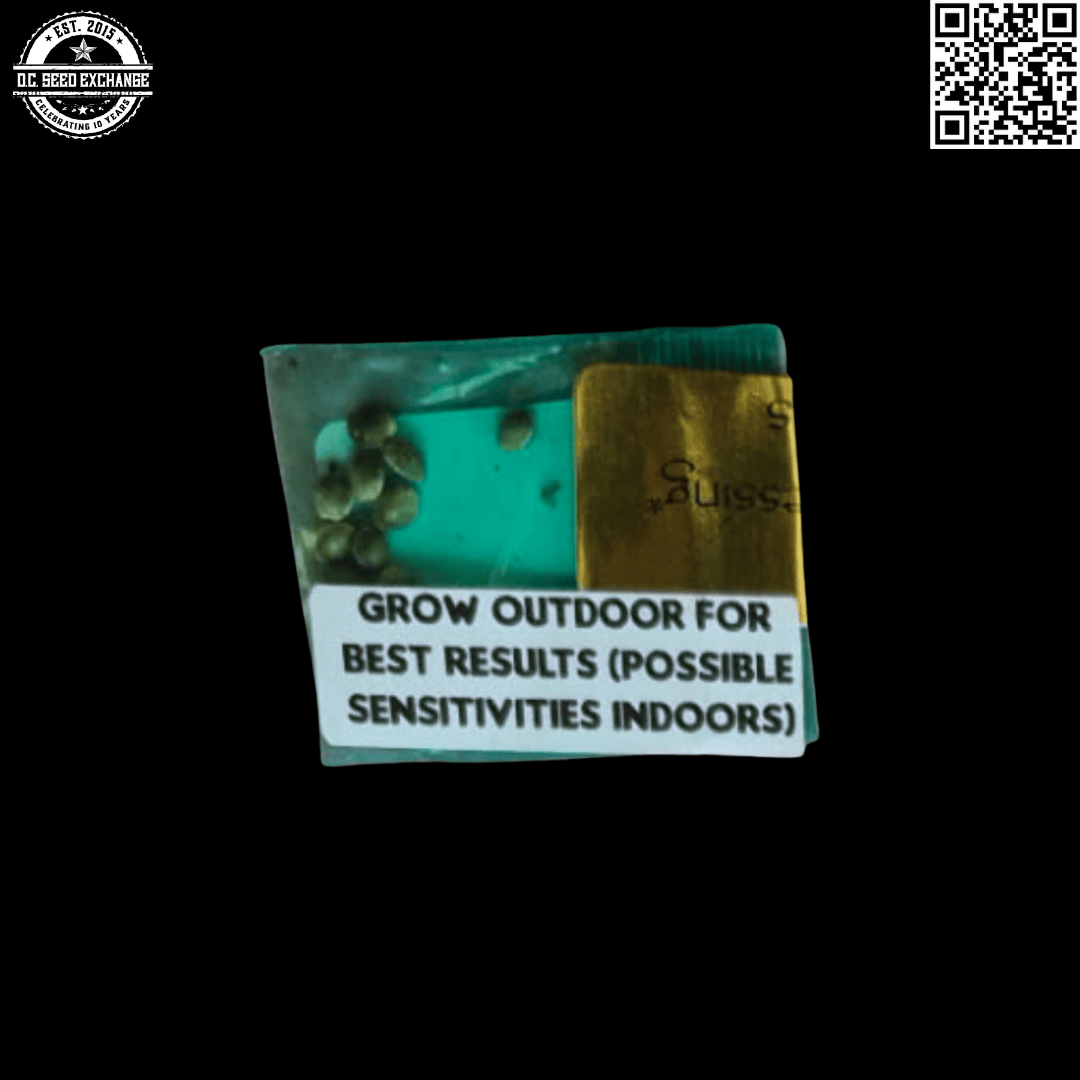 Bodhi Seeds Gorilla Glue #4 x Sunshine Daydream (aka GSD) 11 Regular Seeds - Image 2