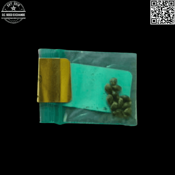 Bodhi Seeds Kailash (Chem D x Snow Lotus) 11 Regular Seeds - Image 2