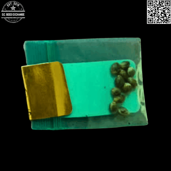Bodhi Seeds Love Triangle F1 (Triangle Kush x Snow Lotus) 11 Regular Seeds - Image 4