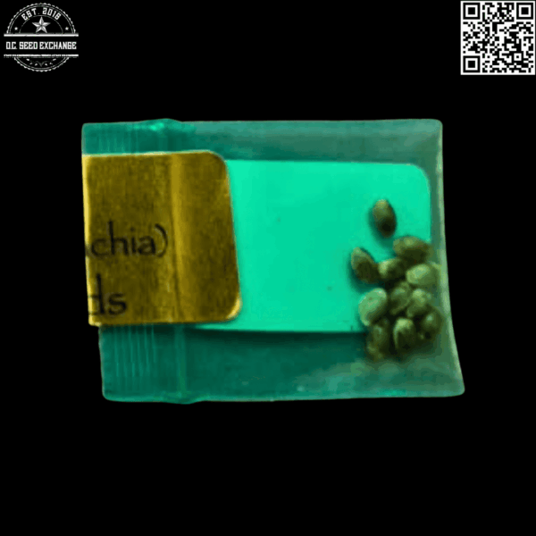 Bodhi Seeds The Fuzz (Chem 91 x Appalachia) 11 Regular Seeds - Image 3