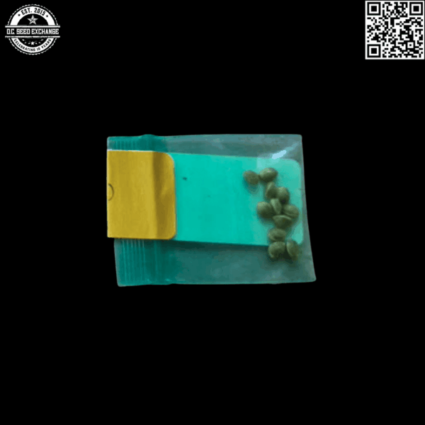 Bodhi Seeds White Sunshine (The White x Sunshine Daydream) 11 Regular Seeds - Image 2