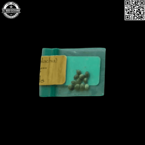Bodhi Seeds Wolf Pack (Giesel x Appalachia) 11 Regular Seeds - Image 3