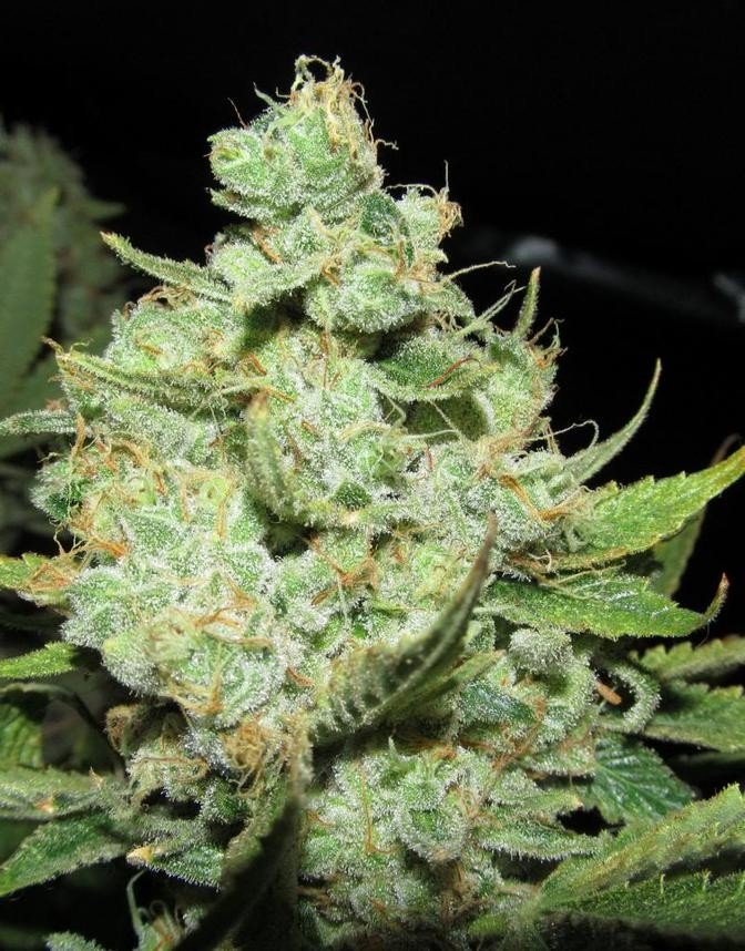 Bodhi Seeds Elfinstone (Sweet Skunk x Appalachian) 11 Regular Seeds - Image 2