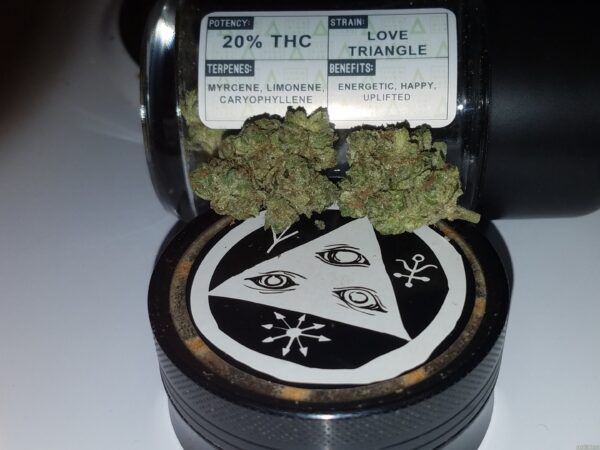 Bodhi Seeds Love Triangle F1 (Triangle Kush x Snow Lotus) 11 Regular Seeds - Image 3