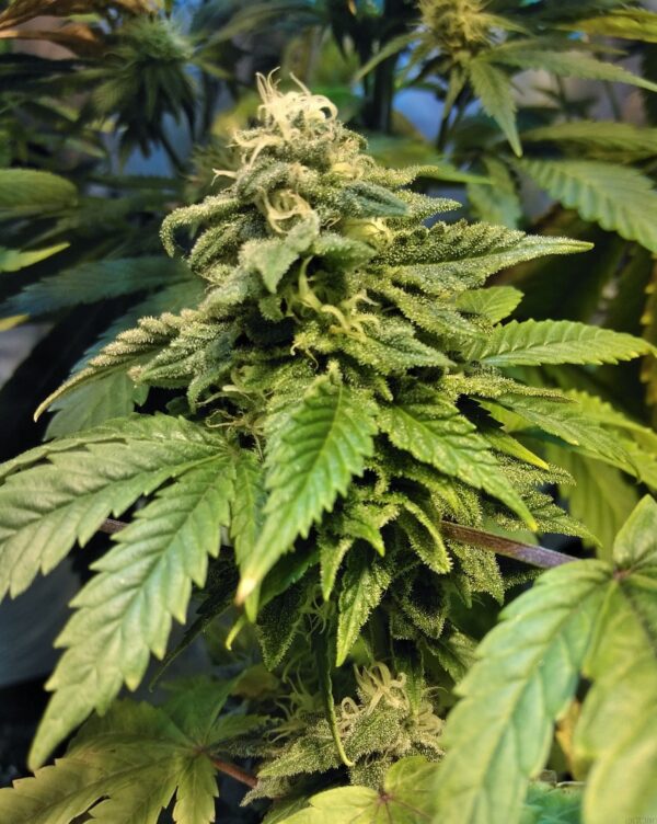 Deep Ellum Seed Co Northern Lights #1 IBL 12 Regular Seeds - Image 3