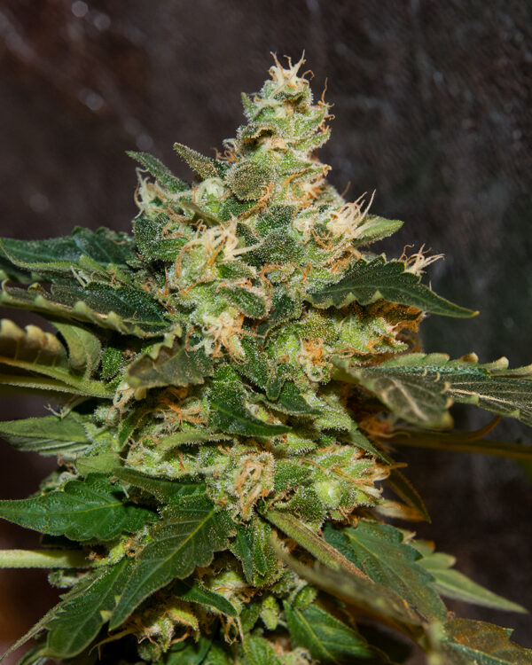 Deep Ellum Seed Co Northern Lights #1 IBL 12 Regular Seeds - Image 2