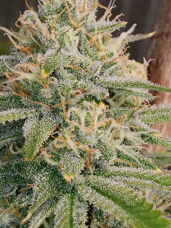 Ethos Genetics Inzane in the Membrane (Noenya x Bizness) 6 Feminized Seeds - Image 2