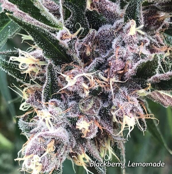 Half Baked Kids (HBK) Genetics Blackberry Lemonade (Lemon Larry OG x Purple Unicorn) 10 Regular Seeds - Image 2