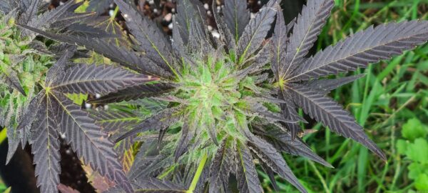 Half Baked Kids (HBK) Genetics Blackberry Lemonade (Lemon Larry OG x Purple Unicorn) 10 Regular Seeds - Image 3