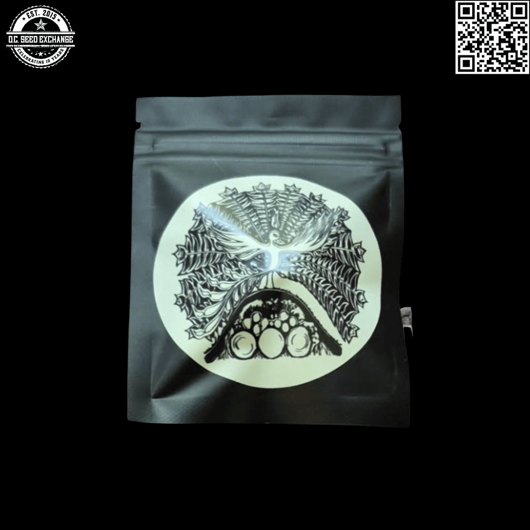 Lyme Rising Farm The Work F1 (Black Lime Reserve/Testarossa x Pam F2) 10 Regular Seeds - Image 3