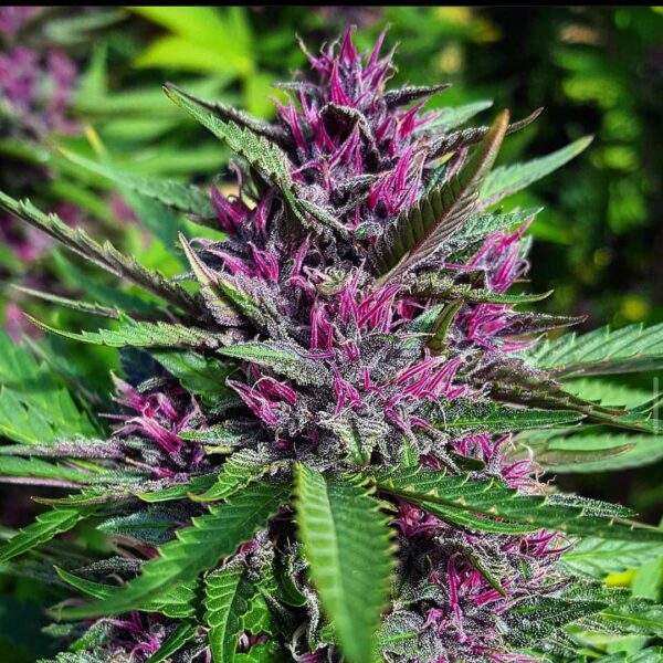 Pacific NW Roots Greensource Selections Pinkleberry F5 11 Regular Seeds - Image 4