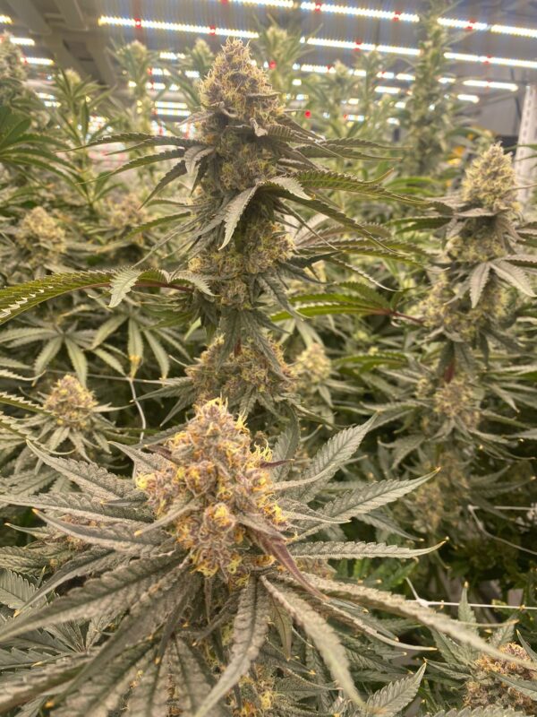 Strawberry Canyon (Topanga Canyon/Mike Larry x Strawberry Yum Yum) 6 Female Seeds - Image 2