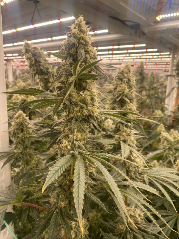 Strawberry Canyon (Topanga Canyon/Mike Larry x Strawberry Yum Yum) 6 Female Seeds - Image 3