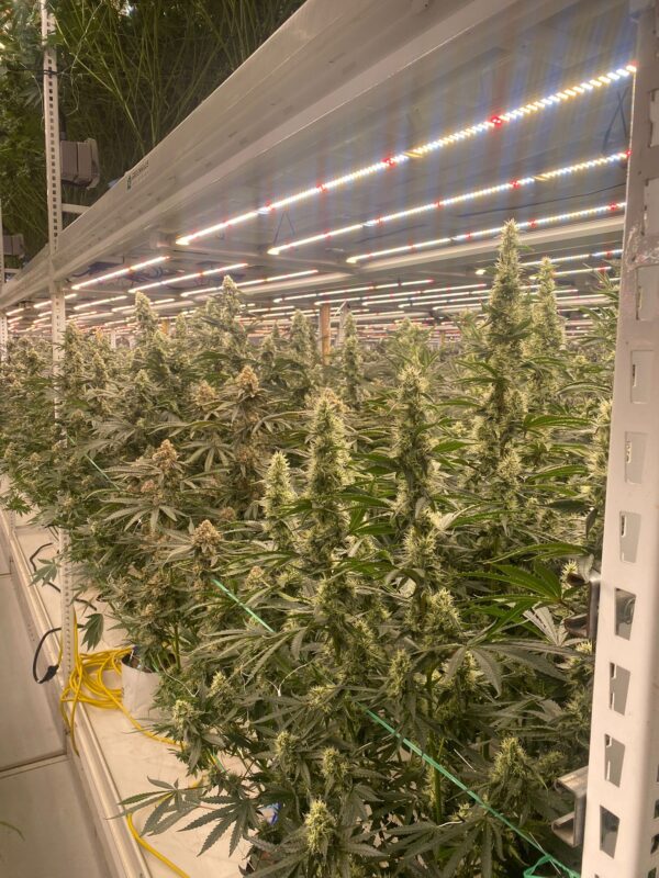 Strawberry Canyon (Topanga Canyon/Mike Larry x Strawberry Yum Yum) 6 Female Seeds - Image 5