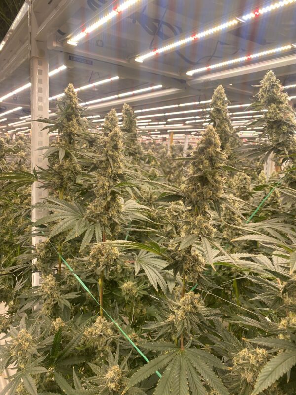 Strawberry Canyon (Topanga Canyon/Mike Larry x Strawberry Yum Yum) 6 Female Seeds - Image 4