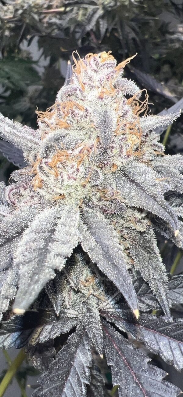 Strawberry Frosty (Ice Berry Gelato-Runtz x Strawberry Yum Yum) 6 Female Seeds - Image 4