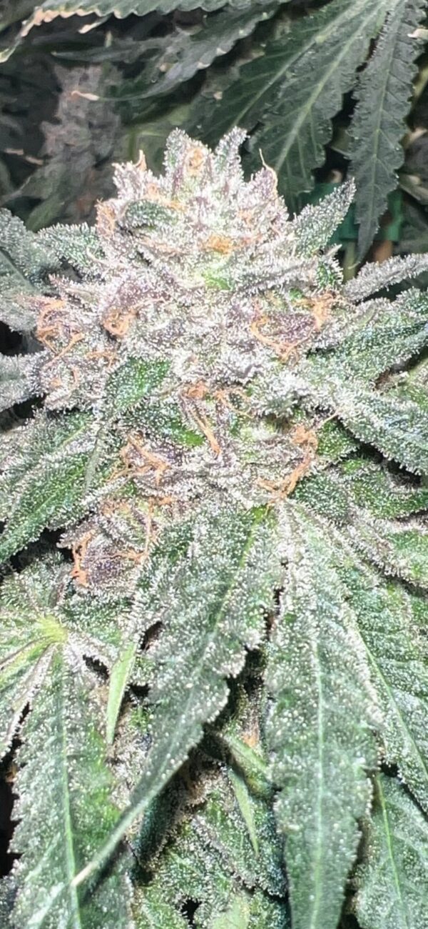 Strawberry Frosty (Ice Berry Gelato-Runtz x Strawberry Yum Yum) 6 Female Seeds - Image 5