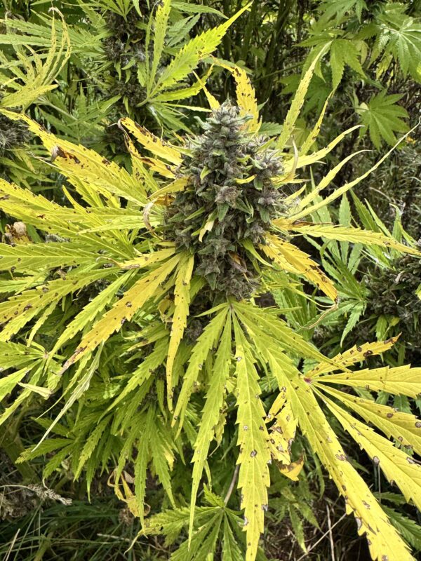 Strawberry Frosty (Ice Berry Gelato-Runtz x Strawberry Yum Yum) 6 Female Seeds - Image 3