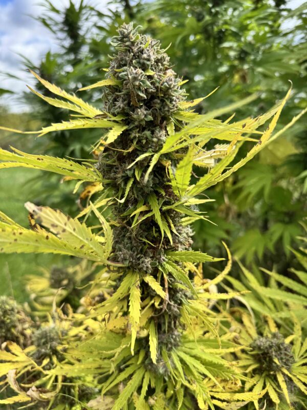 Strawberry Frosty (Ice Berry Gelato-Runtz x Strawberry Yum Yum) 6 Female Seeds - Image 2