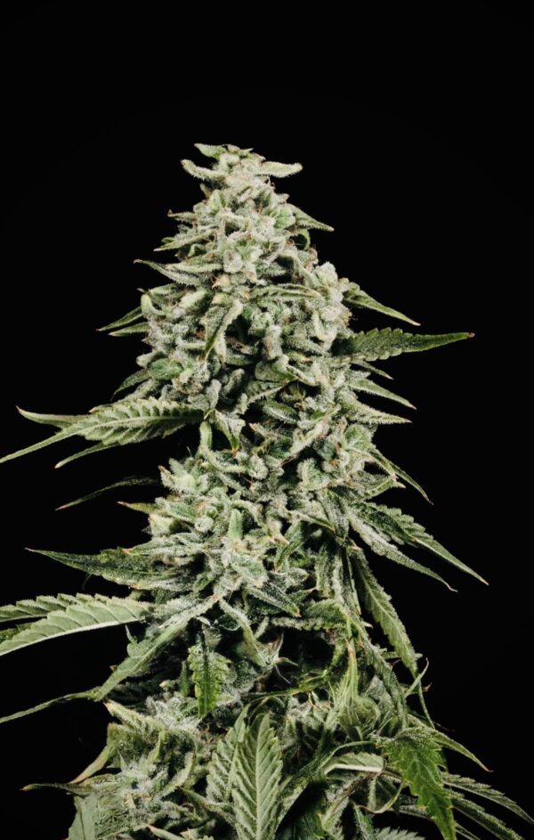 Strawberry Yum Yum Auto F5 (Strawberry Yum Yum x Frosted Zin Auto) 5 Female Autoflower Seeds - Image 2