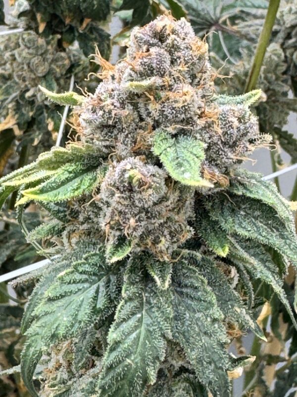 Strawberry Yum Yum (Strawberry HashPlant x Strawberry HashPlant) 6 Female Seeds - Image 2