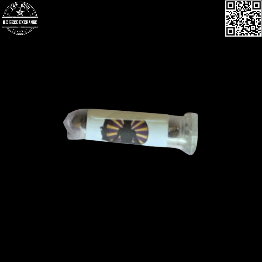 Swami Seeds R2 NL2 x Chocolate Thai IBL 12 Regular Seeds - Image 2