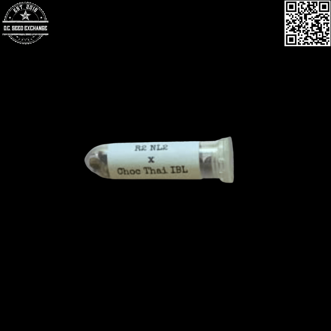 Swami Seeds R2 NL2 x Chocolate Thai IBL 12 Regular Seeds