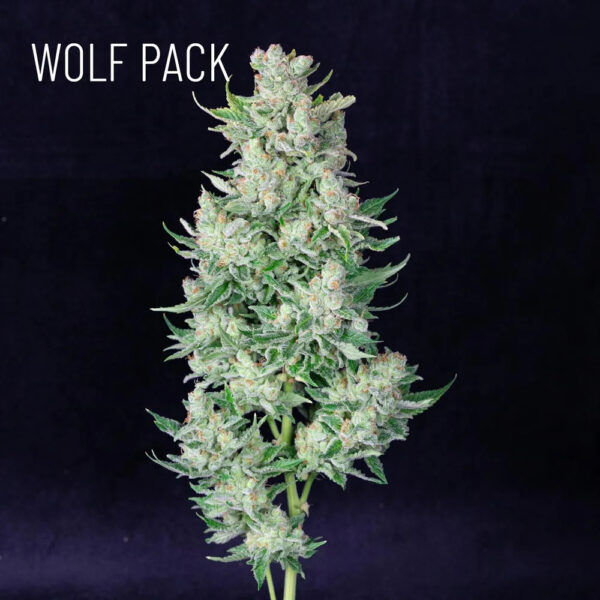 Bodhi Seeds Wolf Pack (Giesel x Appalachia) 11 Regular Seeds - Image 2