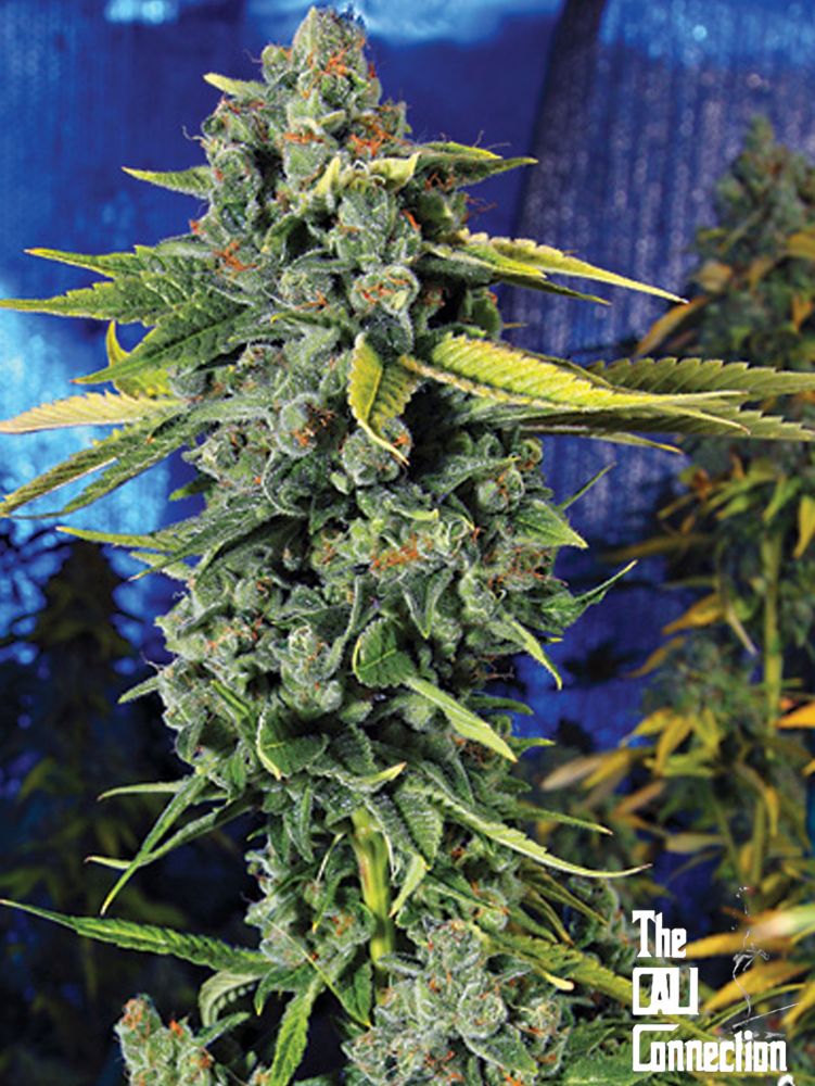 The Cali Connection Blue Dream Haze (Blue Dream Haze x SFV OG IBL) 6 Feminized Seeds - Image 2