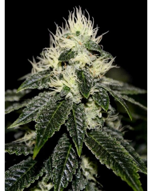 The Cali Connection Chem 91 SK VA (Chem 91 Skunk Va x Chem 91 BX1) 10 Regular Seeds - Image 2