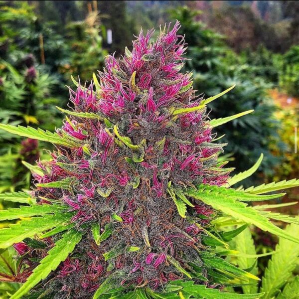 Pacific NW Roots Greensource Selections Pinkleberry F5 11 Regular Seeds - Image 3