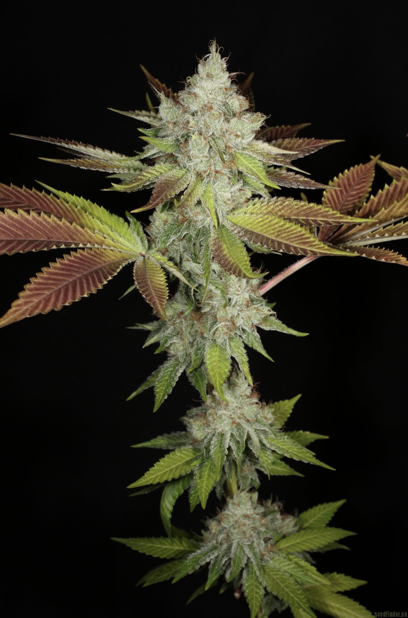 Bodhi Seeds Black Triangle (Triangle Kush x 88g13/hp) 11 Regular Seeds - Image 2