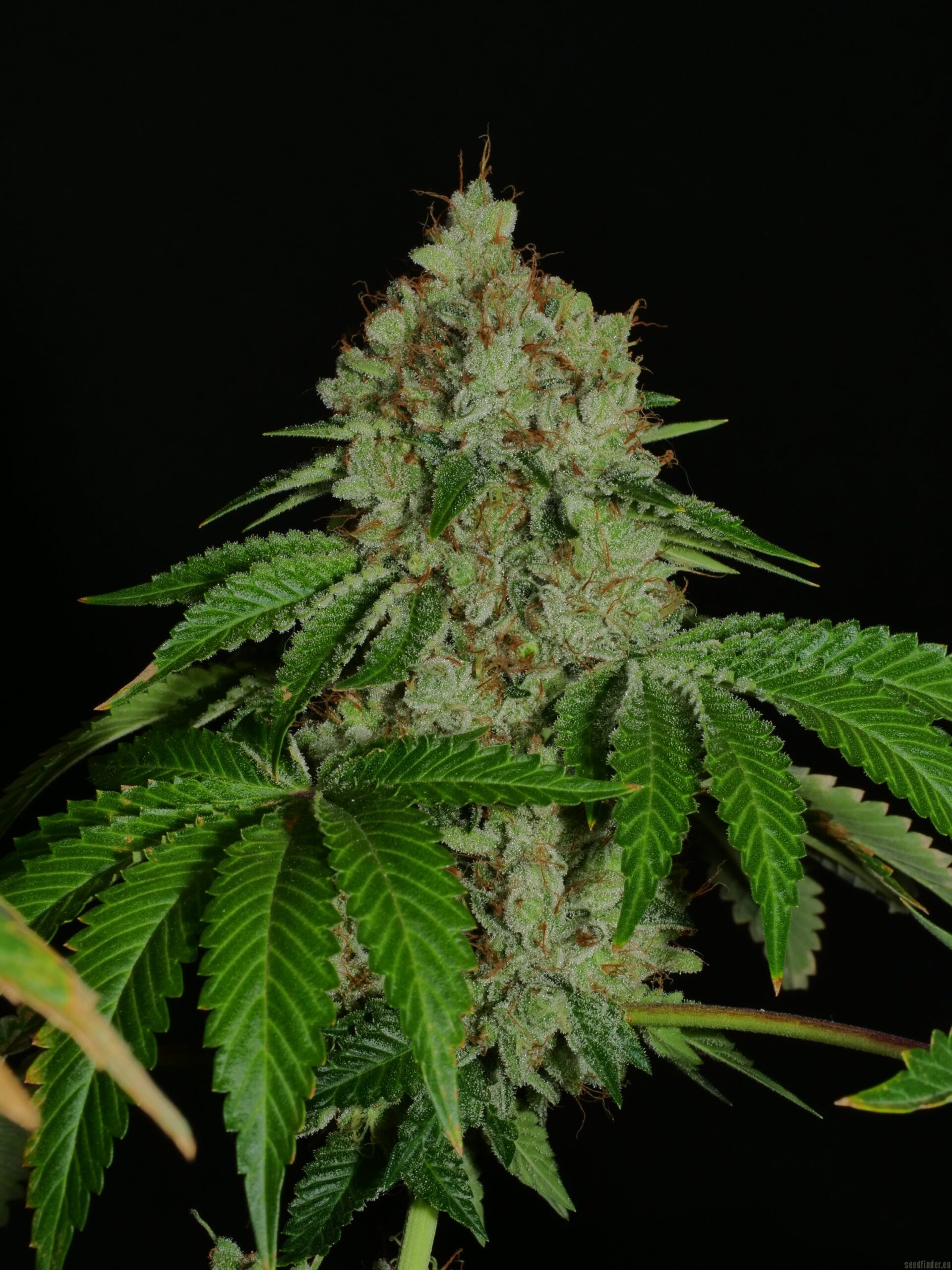Bodhi Seeds Black Triangle (Triangle Kush x 88g13/hp) 11 Regular Seeds - Image 3