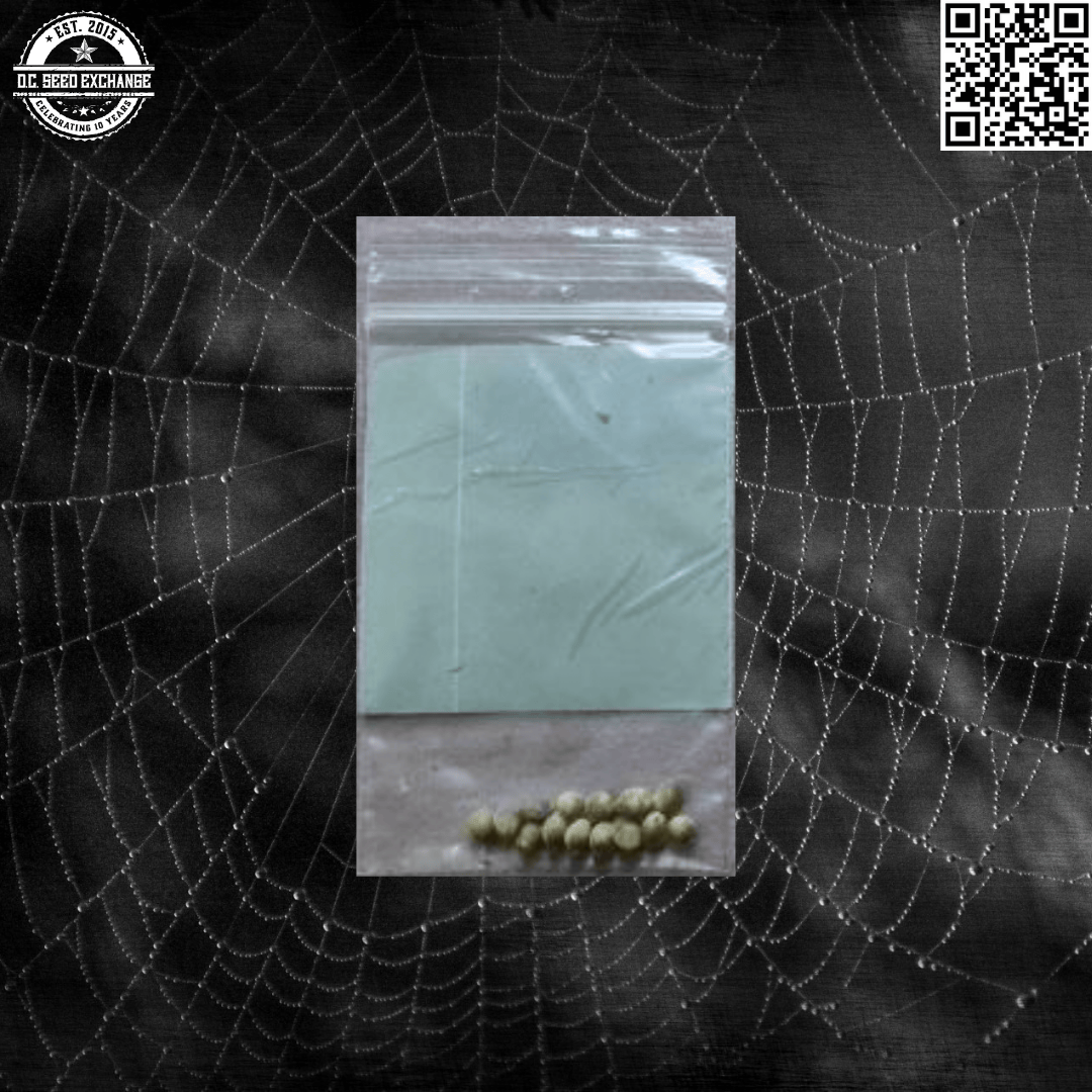 BOG Seeds Sour Bubble 13 Regular Seeds - Image 4