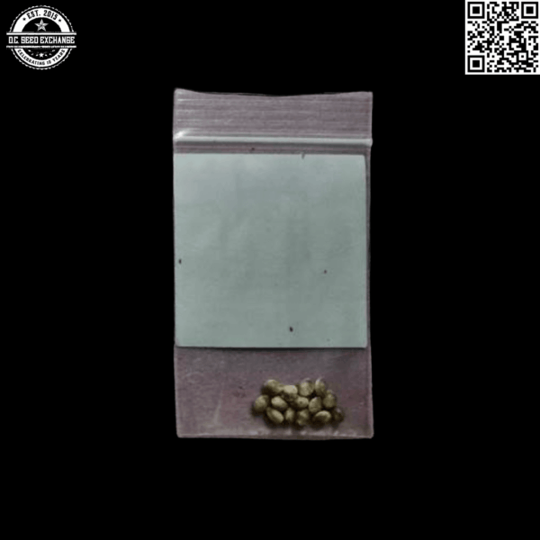 BOG Seeds Sour Grape (BOG Grape Punch x BOG Sour Bubble) 13 Regular Seeds - Image 4