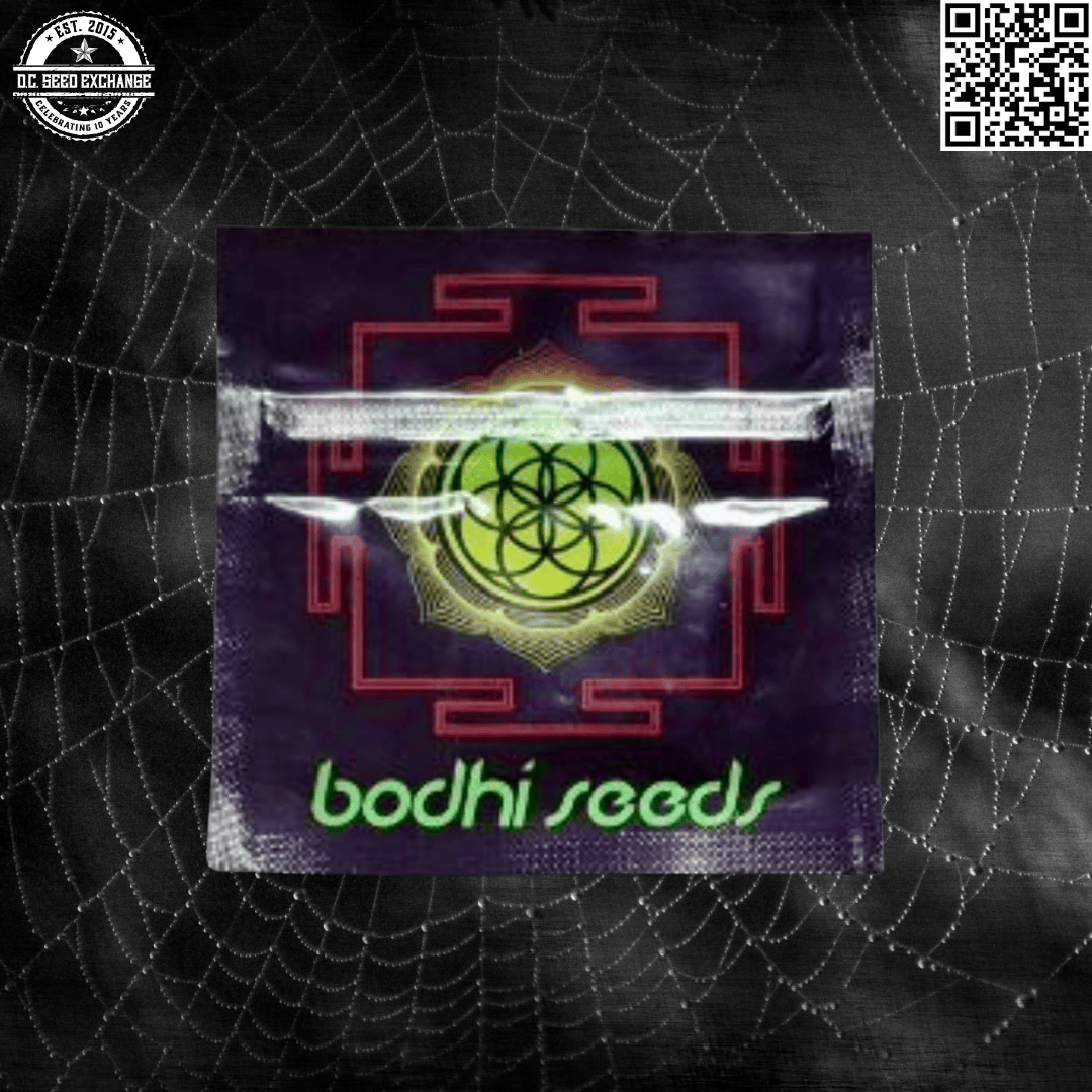 Bodhi Seeds Black Triangle (Triangle Kush x 88g13/hp) 11 Regular Seeds - Image 5